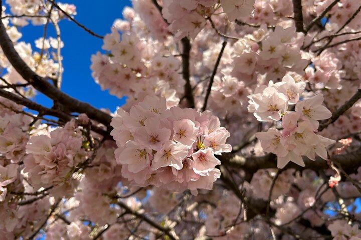 Tagesausflug von NYC nach D.C : Thomas Jefferson Memorial to Cherry Blossoms