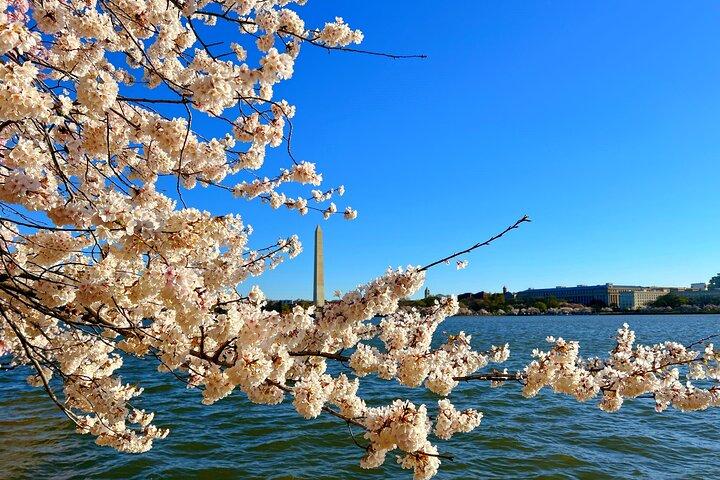 Tagesausflug von NYC nach D.C : Thomas Jefferson Memorial to Cherry Blossoms