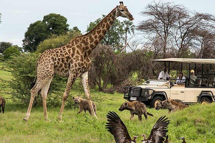 Cidade do Cabo Big Five Safari Tour de dia inteiro com almoço