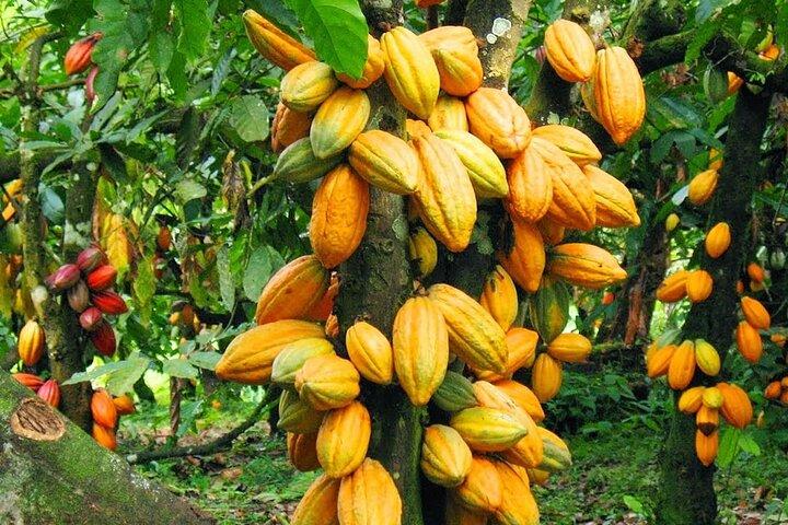 Granja de cacao, Jardín botánico, Cascada Naturaleza Experiencia
