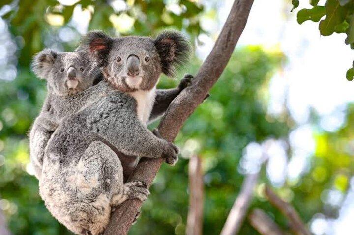De Sydney Blue Mountains Visite privée avec parc animalier