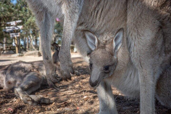 Quadfahren, Koalas und Kängurus - Private Tour