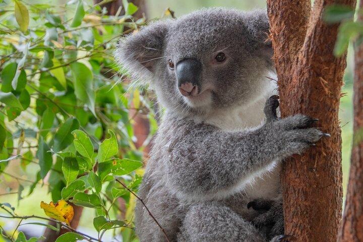 Quadfahren, Koalas und Kängurus - Private Tour
