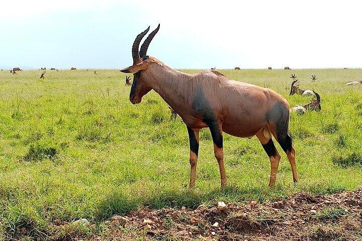 4 días de lujo Safari Masai Mara y Lago Nakuru