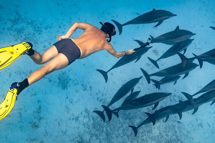 Sataya Reefs Delfin Snorkelkryssning med lunch - Marsa Alam
