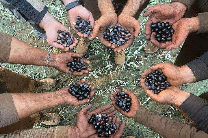Excursión de día completo a la granja de aceite de oliva y Nicotera con almuerzo calabrés