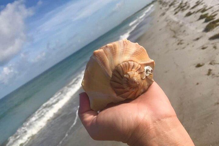 Privato Shell Key Island Avventura Delfini e Conchiglie