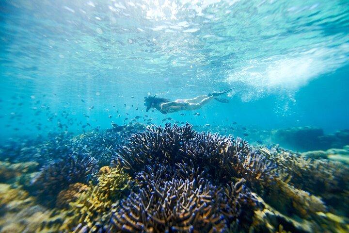 Mantaray Island Day Trip with Lunch