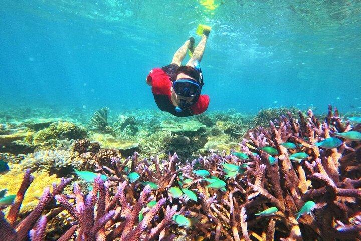 Mantaray Island Day Trip with Lunch