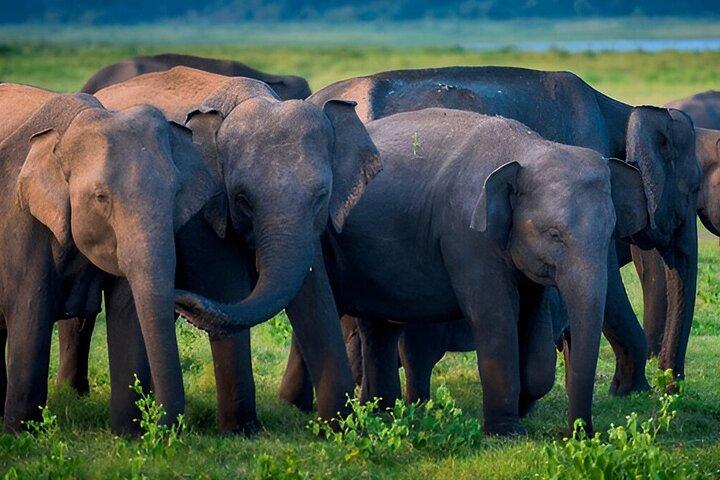 Excursão privada de Ella a Galle com Udawalawe Safari