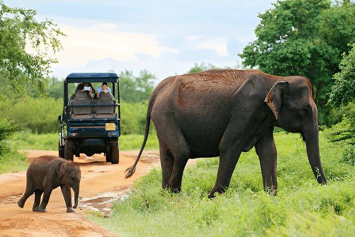 Excursão privada de Ella a Galle com Udawalawe Safari