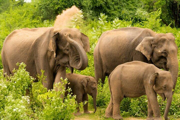 Excursão privada de Ella a Galle com Udawalawe Safari