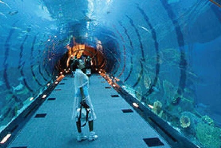 Dubai Aquarium Underwater Zoo Penguin Cove Ticket with options