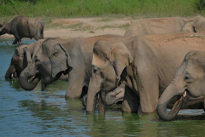 Tour privato da Galle a Ella con Safari Udawalawe