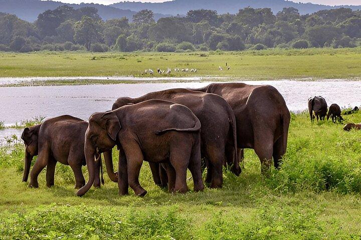 Tour Privado de Unawatuna a Ella con Udawalawe Safari