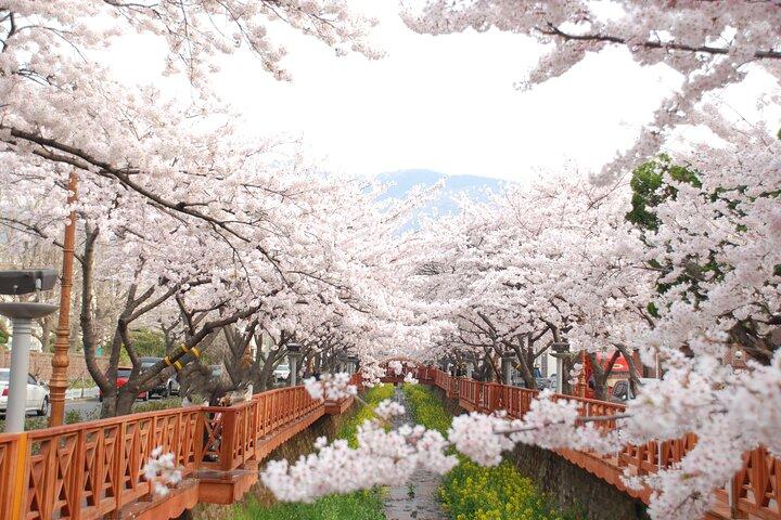Tours en flor de cerezo en Seúl Busan Nami Sokcho