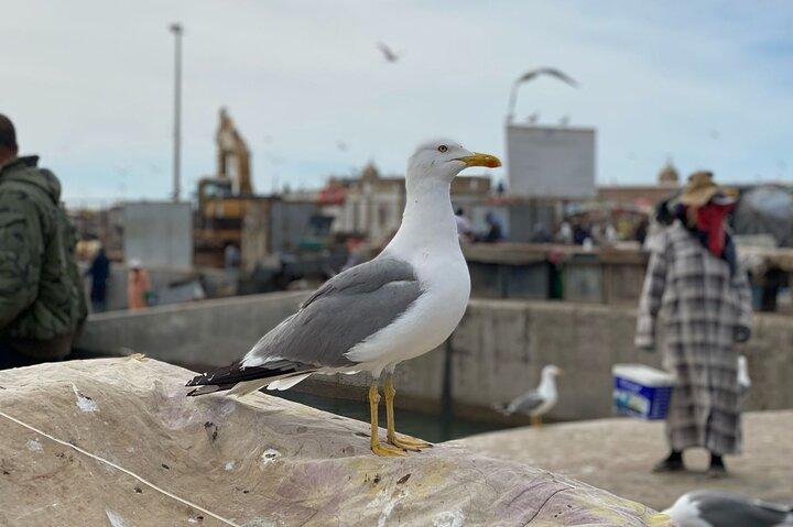 Essaouira Day Trip from Marrakech: Coastal Charm Medina Discovery