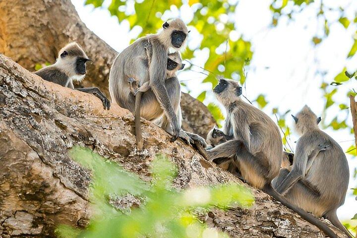 Private Tour from Ella to Tangalle with Udawalawe Safari