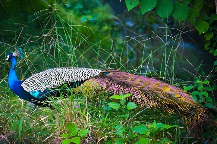 Private Tour from Ella to Tangalle with Udawalawe Safari