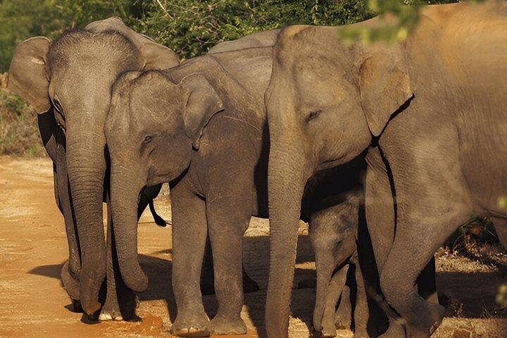 Private Tour from Ella to Weligama with Udawalawe Safari