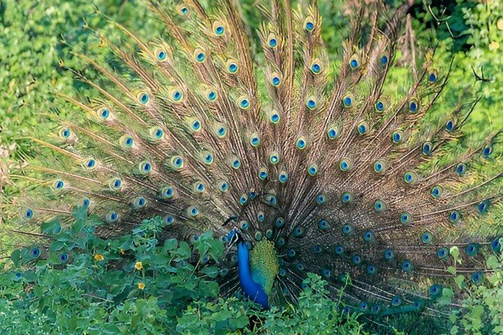 Private Tour from Ella to Weligama with Udawalawe Safari