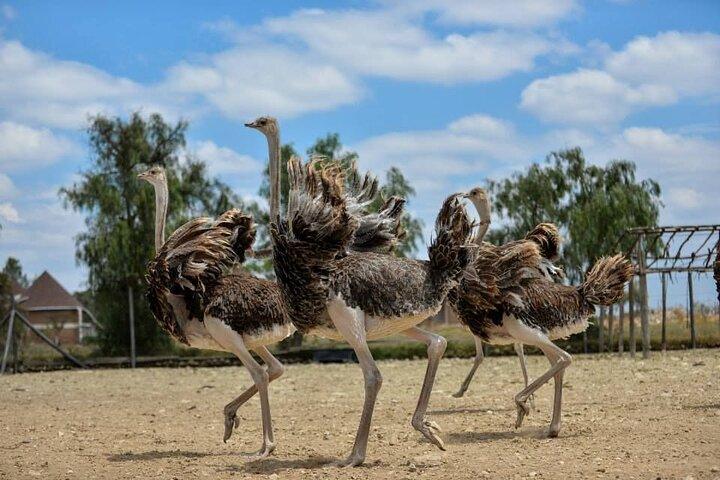Visite guidée d'une journée à la ferme d'autruches Masai au départ de Nairobi
