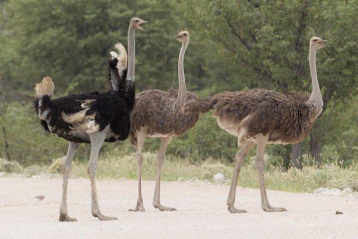 ナイロビ発マサイ・ダチョウ農場日帰りガイドツアー