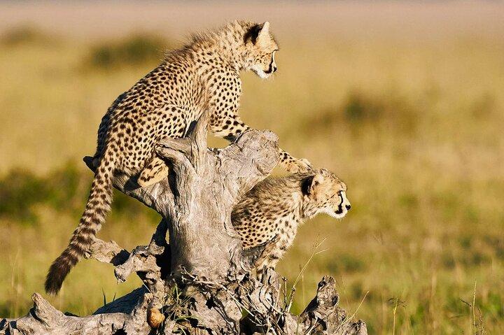 2 - Journée privée Maasai Mara Safari