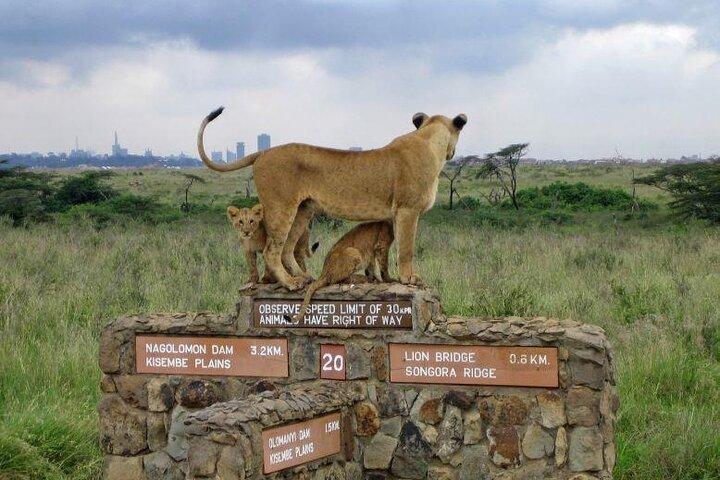 Safari privato di un giorno al Parco nazionale di Nairobi