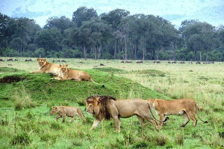 Safari privato di un giorno al Parco nazionale di Nairobi