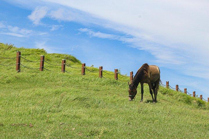 Fuld dag tilpasselig privat Jeju Island Tour