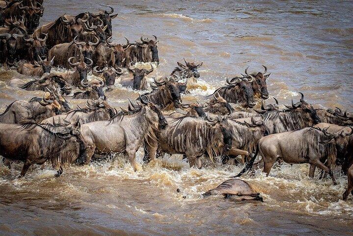 6 Days Masai Mara Wildebeest Migration Safari Holiday