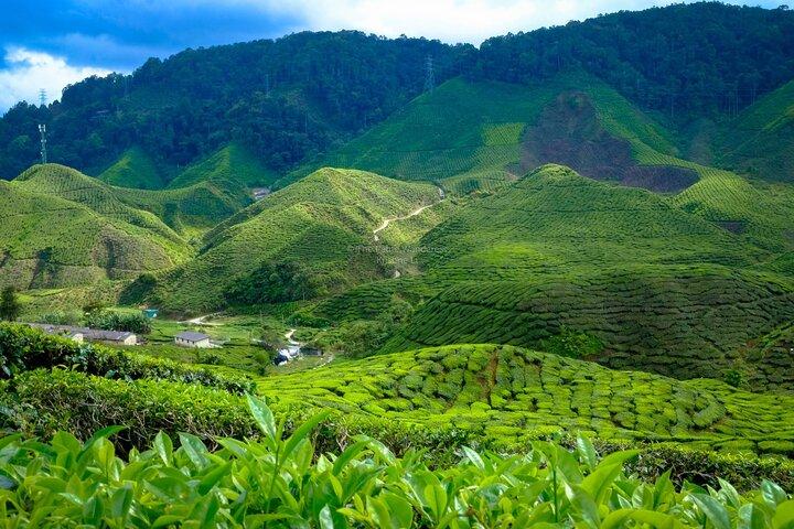 Cameron Highlands Giornata intera Partecipa al tour