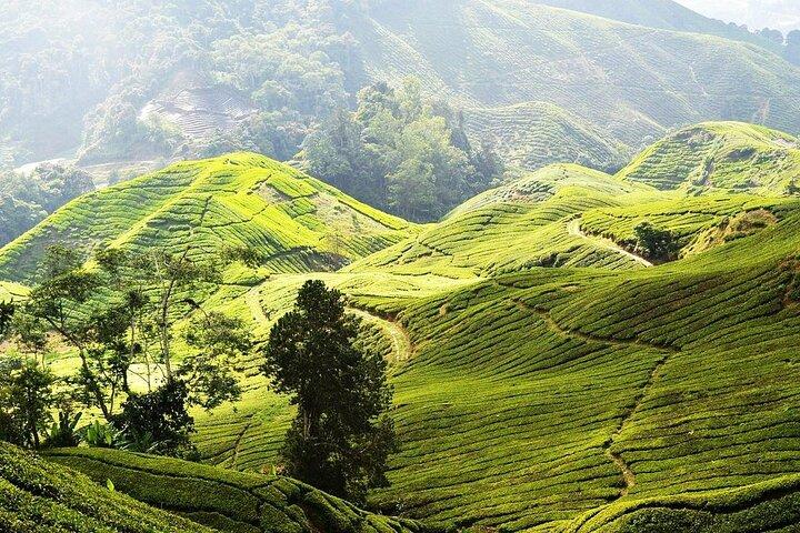 Cameron Highlands Giornata intera Partecipa al tour