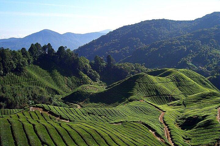 Cameron Highlands Giornata intera Partecipa al tour