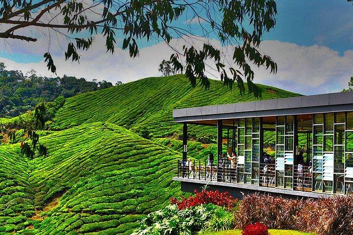 Cameron Highlands Giornata intera Partecipa al tour