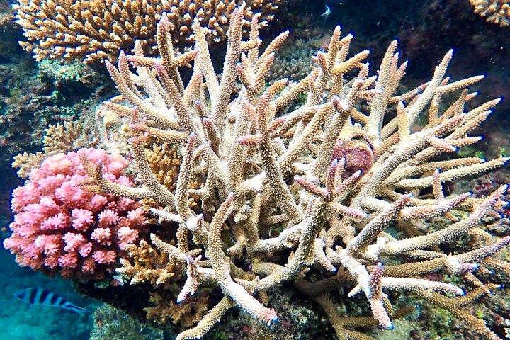 Fidschis beste Delfintour und Schnorchelabenteuer