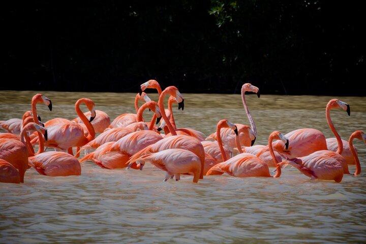 メリダからセレスタン生物圏とビーチデイへの小旅行