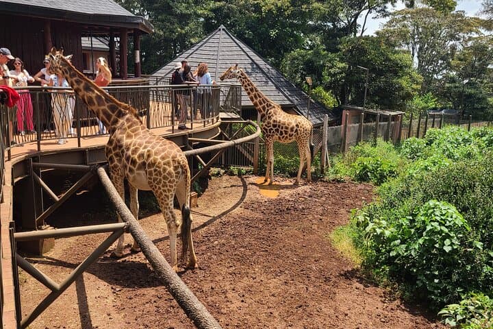 Explore Giraffe Centre, Karen Blixen & Traditional dances expo
