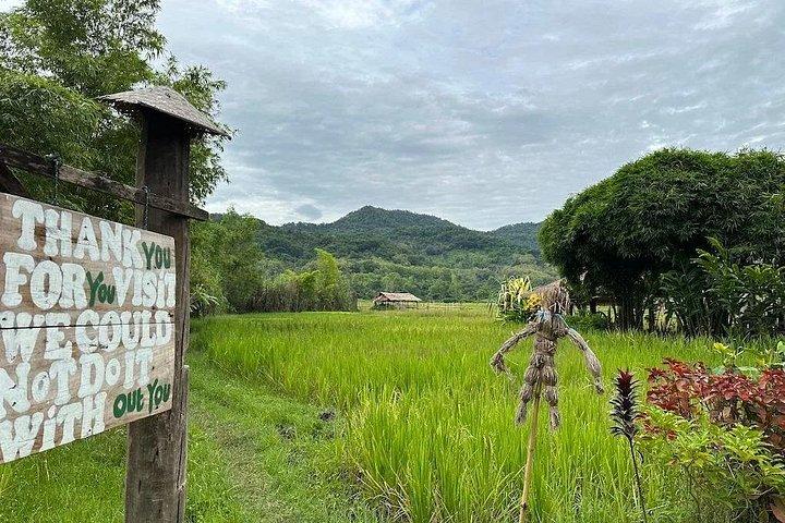 Half Day Hands On Rice Learning Experience in Luang Prabang