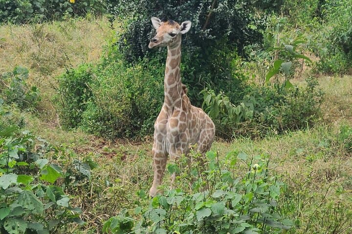 Explore Giraffe Centre, Karen Blixen & Traditional dances expo