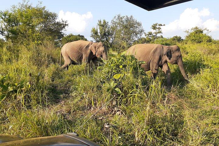 Hoteller i nærheden af Yala National Park - Shared Jeep Safari Adventure