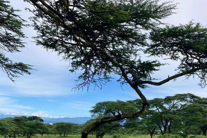 7 dagars kenyanska safari