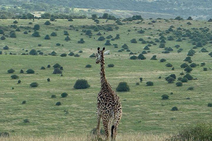 7 dagars kenyanska safari