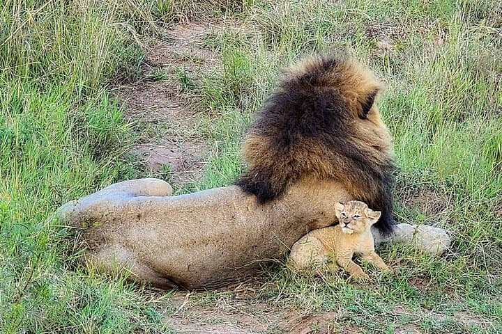 Maasai Mara Overnight Trip