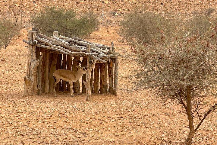 夕暮れの世界の果てでシカとラクダと4x4アドベンチャー リヤド