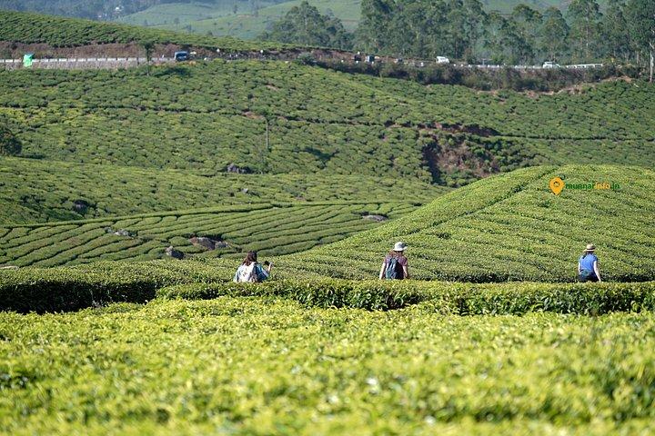 Munnar Tea Trail Tour with Factory Experience ( By Munnar Info)