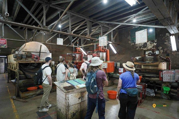 Munnar Tea Trail Tour with Factory Experience ( By Munnar Info)