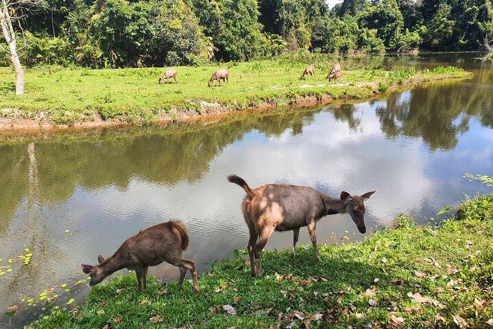 Khao Yai Waterfalls and Wilderness Tour Privado com Chartered