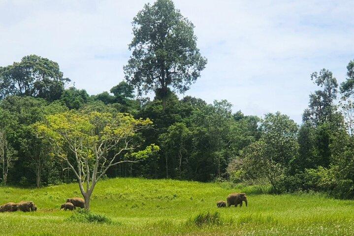 Khao Yai Waterfalls and Wilderness Tour Privado com Chartered